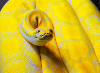 Albino Royal Python