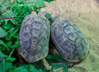Spur Thighed Tortoises